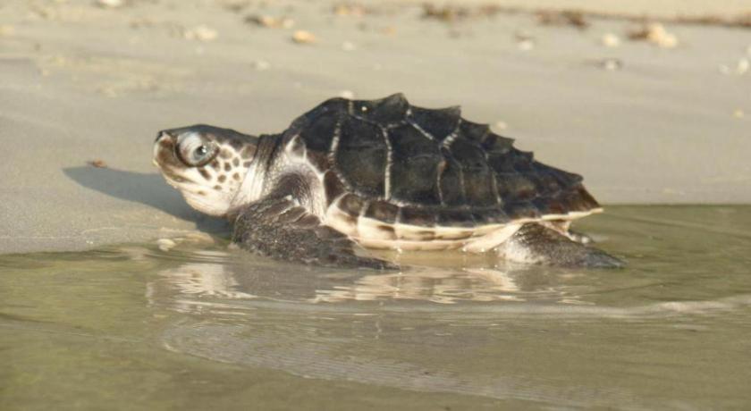 Secret Paradise Resort & Turtle Sanctuary San Vicente  Eksteriør billede