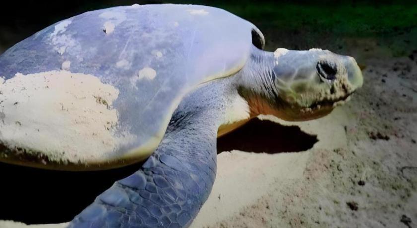 Secret Paradise Resort & Turtle Sanctuary San Vicente  Eksteriør billede
